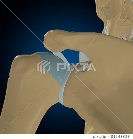 Human bones joints and ligaments Anatomy For Medical Concept 3D 81248338