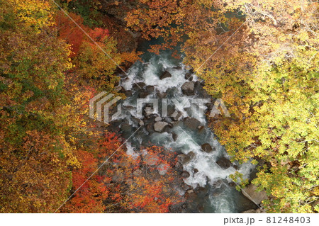 森の大橋の上から見える紅葉と川 森の大橋の上から見える紅葉と川 81248403