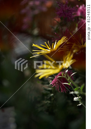 満開の菊花 肥後菊（薄黄色） 81248511