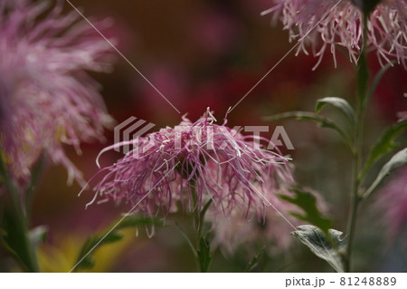 満開の菊花 伊勢菊(薄ピンク) 満開の菊花 伊勢菊(薄ピンク) 81248889