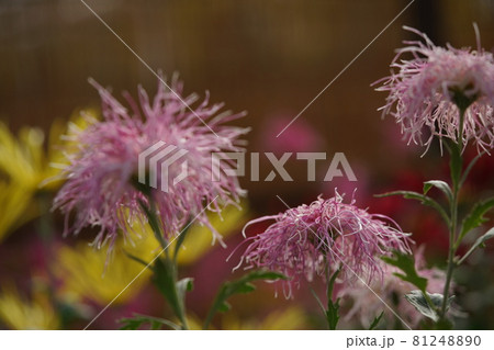 満開の菊花 伊勢菊(薄ピンク) 満開の菊花 伊勢菊(薄ピンク) 81248890