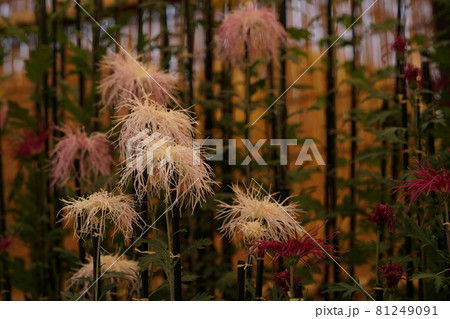 満開の菊花 伊勢菊（白） 81249091