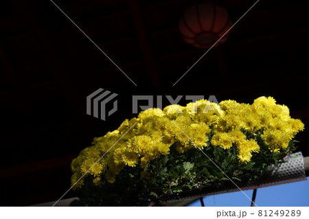 満開の菊花 懸崖作（黄色） 81249289