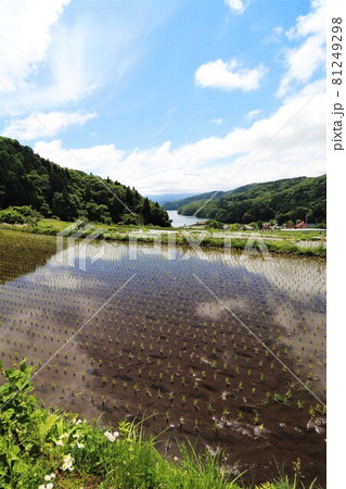 初夏の野尻湖・湖畔の棚田 初夏の野尻湖・湖畔の棚田 81249298