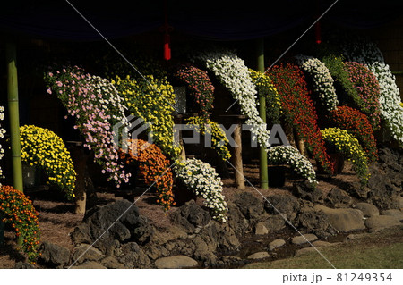 満開の菊花 懸崖作 満開の菊花 懸崖作 81249354