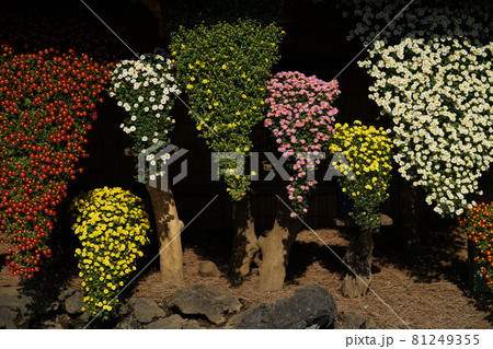 満開の菊花 懸崖作 満開の菊花 懸崖作 81249355