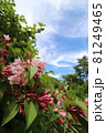 斑尾山で、青空を背景に咲くピンクのウツギの花 81249465