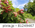 斑尾山で、青空を背景に咲くピンクのウツギの花 81249467