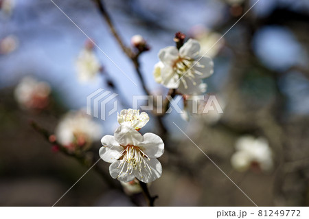 金沢の観光スポット・梅が咲く早春の兼六園 金沢の観光スポット・梅が咲く早春の兼六園 81249772