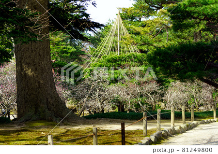金沢の観光スポット・梅が咲く早春の兼六園 金沢の観光スポット・梅が咲く早春の兼六園 81249800
