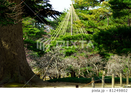 金沢の観光スポット・梅が咲く早春の兼六園 金沢の観光スポット・梅が咲く早春の兼六園 81249802