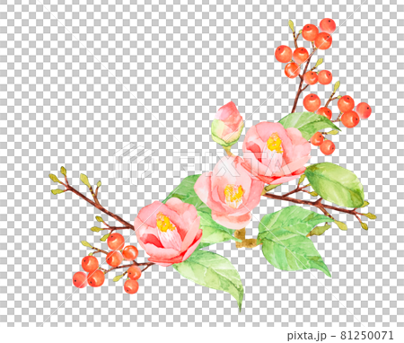 椿と南天の正月飾り水彩イラスト 他バリエーションあります 椿と南天の正月飾り水彩イラスト 他バリエーションあります 81250071