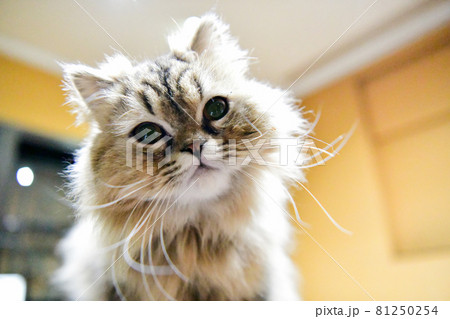 モフモフの猫 モフモフの猫 81250254