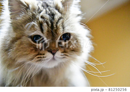 モフモフの猫 81250256