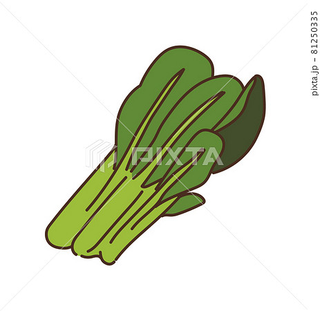 小松菜 野菜 農産物 イラスト 小松菜 野菜 農産物 イラスト 81250335