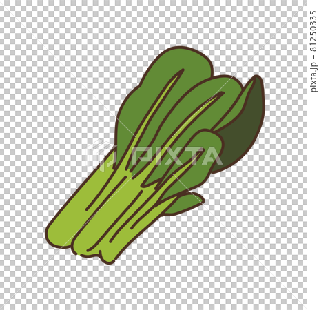 小松菜 野菜 農産物 イラスト 小松菜 野菜 農産物 イラスト 81250335
