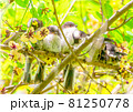 エナガの雛たちが団子状に集まる 81250778
