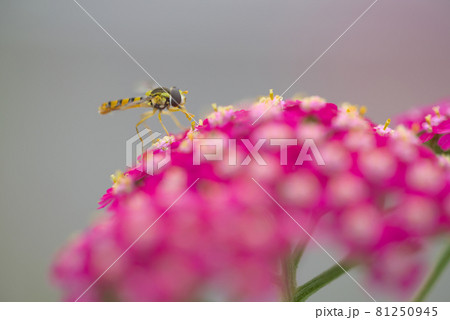 ピンクのノコギリソウに昆虫 81250945