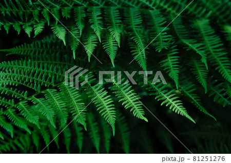Natural blurred background of young fern leaves. Selective focus Natural blurred background of young fern leaves. Selective focus 81251276