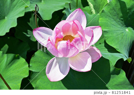 ハスの花 ハスの花 81251841