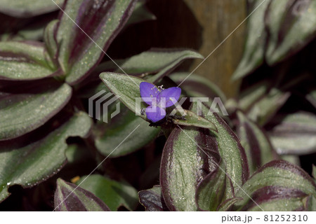 シマムラサキツユクサ　ゼブリナ 81252310