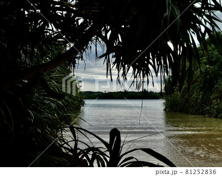 沖縄県宮古島　アダンの木陰から見る小湾 81252836