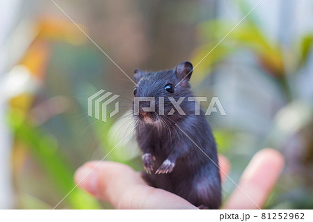 The black mouse gerbil sits on a hand. Keeping of rodents in house conditions The black mouse gerbil sits on a hand. Keeping of rodents in house conditions 81252962