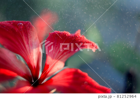 Close-up photo of hibiscus flower with beautiful small drops of water, dew or rain Close-up photo of hibiscus flower with beautiful small drops of water, dew or rain 81252964