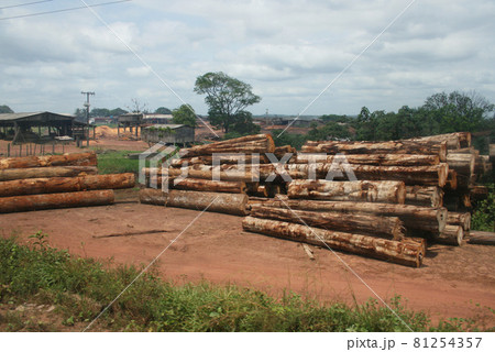 アマゾン地域で伐採された木材を山積みする製材所　ブラジル 81254357