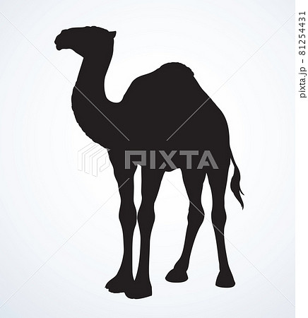 Camels Epsのイラスト素材
