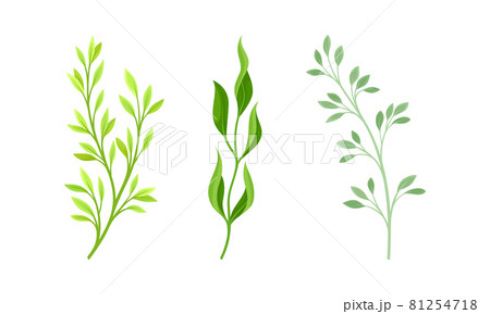 Green plants, grasses and herbs set vector illustration 81254718