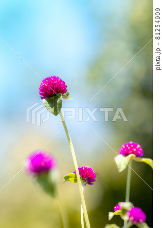 フンワカした青と緑の背後ボケの中に赤紫の丸い千日紅 81254909