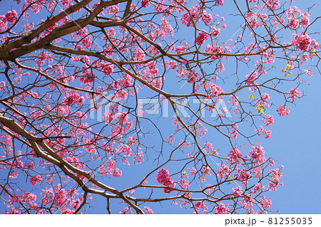 サンパウロ市内で咲くブラジル国花のイペーと青空 81255035