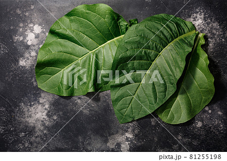 Fresh tobacco leaves (Nicotiana tabacum foliage) atop black concrete backdrop, copy space, top view Fresh tobacco leaves (Nicotiana tabacum foliage) atop black concrete backdrop, copy space, top view 81255198