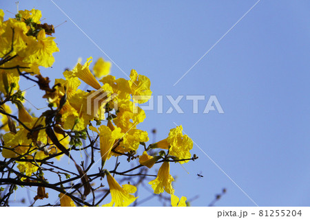 サンパウロ市内で咲くブラジル国花のイペーと青空 81255204