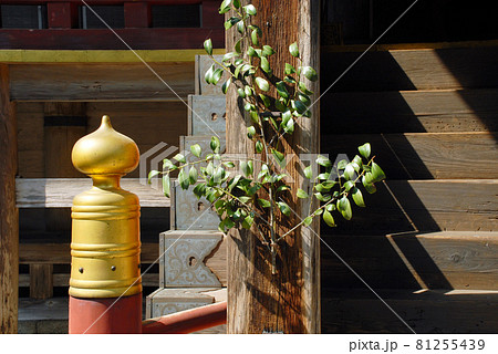 日吉神社 日吉山王祭 東本宮本殿 滋賀県大津市坂本 日吉神社 日吉山王祭 東本宮本殿 滋賀県大津市坂本 81255439