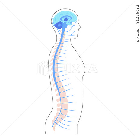 Spinal cord anatomy 81256032