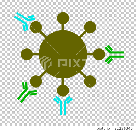 コロナウイルスの感染を予防をする細胞 81256346