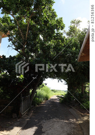 沖縄県宮古島　緑門がある風景 81256366