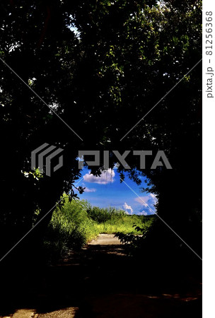 沖縄県宮古島　緑門の影 81256368