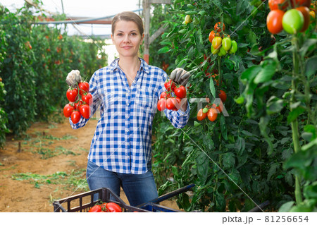Female horticulturist happy with crop of plum tomatoes in hothouse 81256654
