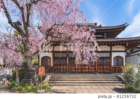 [東京・西日暮里] 谷中七福神の恵比寿を祀る花見寺の青雲禅寺で咲く枝垂桜。 81256732