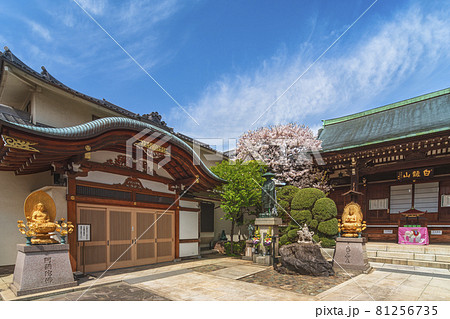 [東京・田端] 谷中七福神の東覚寺を飾る桜の木と大日と阿弥陀如来像。 81256735