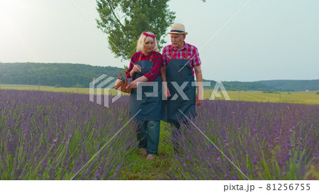 Senior old grandmother grandfather farmers growing lavender in blooming field of lavender flowers Senior old grandmother grandfather farmers growing lavender in blooming field of lavender flowers 81256755