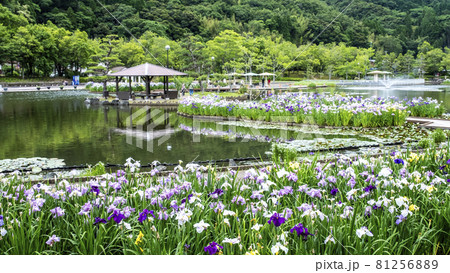 あやめ池公園の花しょうぶ（鳥取県） 81256889