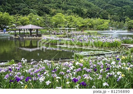 あやめ池公園の花しょうぶ（鳥取県） 81256890