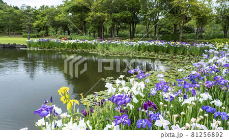 あやめ池公園の花しょうぶ（鳥取県） 81256892