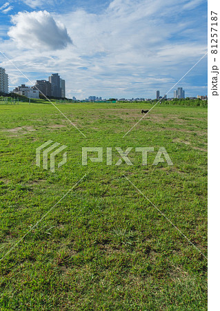 多摩川左岸　多摩川ガス橋緑地の広大な芝生の広場 81257187