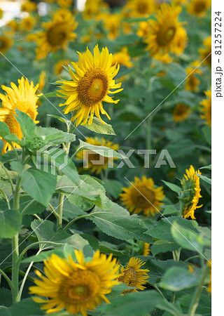 ヒマワリ 81257224
