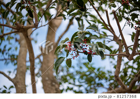 赤い実のなる木　クロガネモチ 81257368